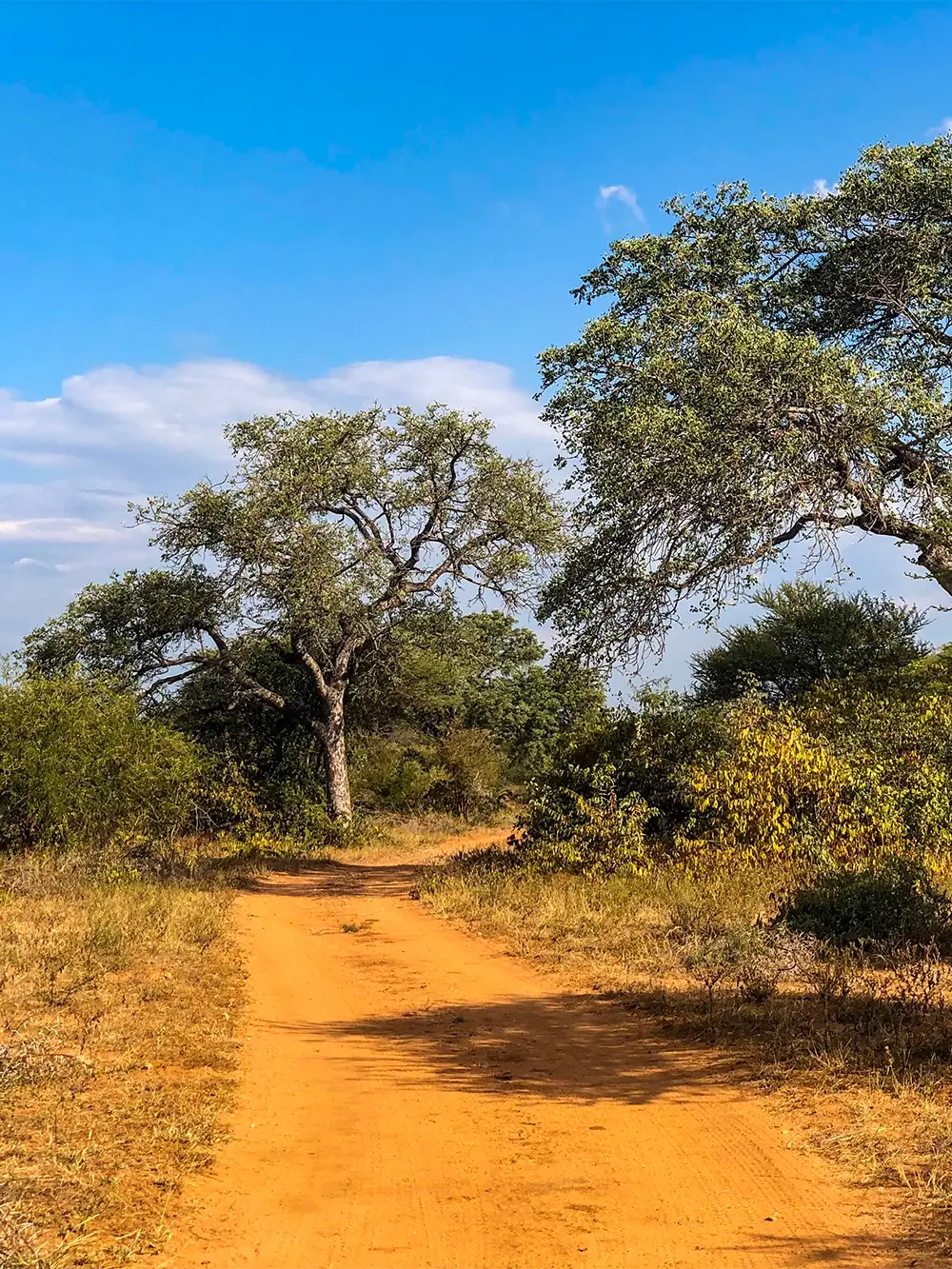 Lowveld 1