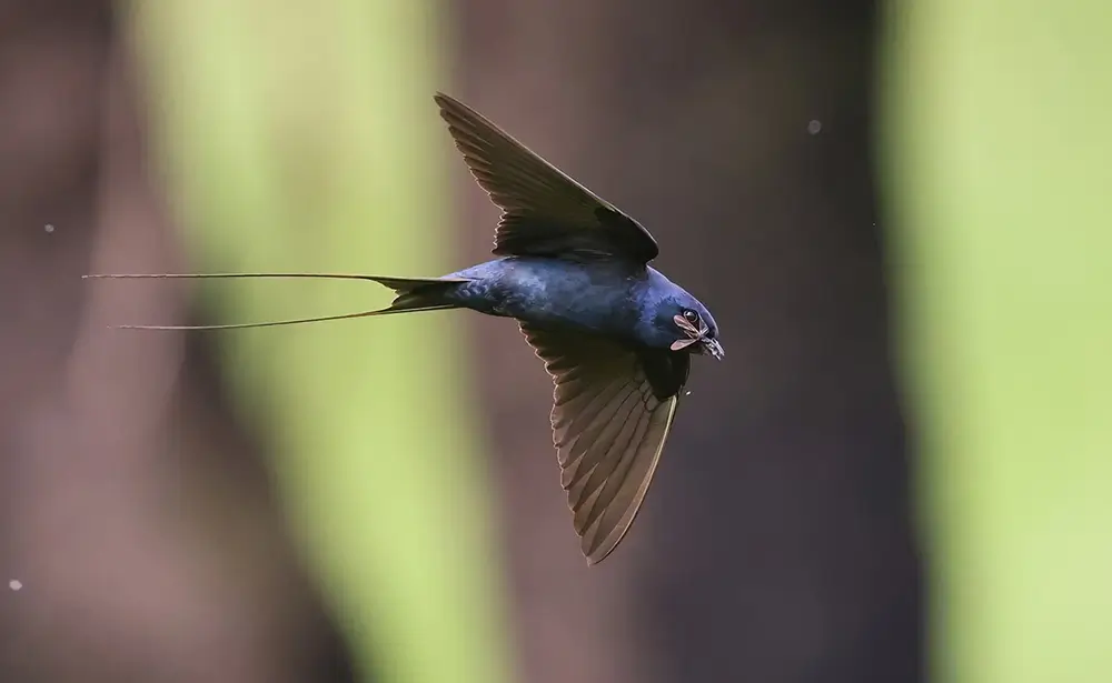 Conservation Heritage Fund Blue Swallow - flight