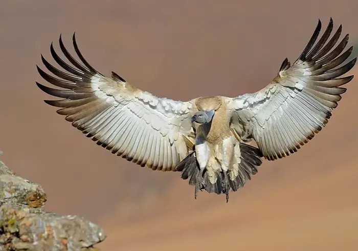 Conservation Heritage Fund cape_vulturem